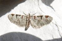 Taphrorychus villifrons