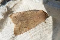 Aglais io