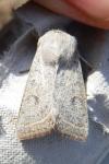 Thymelicus lineola
