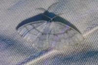 Pieris rapae