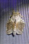 Graphoderus cinereus