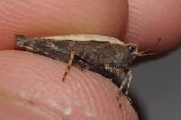 Scotopteryx moeniata