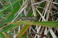 Scopula ornata