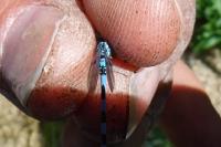 Eysarcoris aeneus