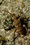 Laemophloeus monilis