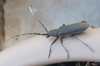 Gonepteryx rhamni