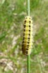 Aelia acuminata