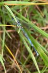 Oedipoda caerulescens caerulescens