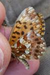 Coenonympha pamphilus