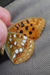 Aeshna affinis