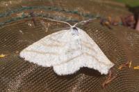 Colias crocea