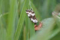 Conocephalus fuscus fuscus