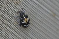 Actenicerus sjaelandicus
