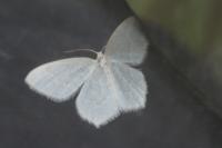 Agabus bipustulatus