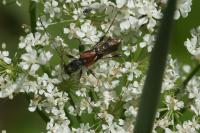 Corizus hyoscyami hyoscyami