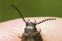 Baetis rhodani