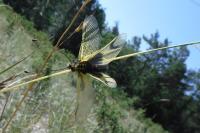 Pieris brassicae