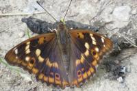 Clostera pigra