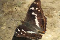 Gyrinus distinctus