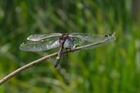 Sympecma fusca