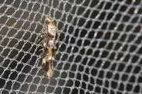 Mompha lacteella