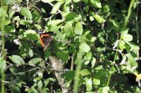 Capsus ater