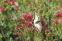 Lycaena dispar
