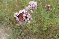 Rhyparochromus vulgaris