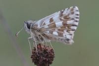 Euphydryas aurinia aurinia