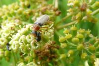 Omocestus viridulus viridulus