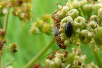 Omocestus viridulus viridulus