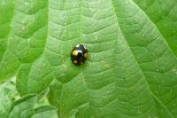 Chrysolina cerealis