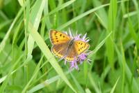 Coenonympha arcania
