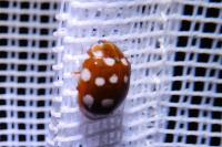 Tettigonia cantans