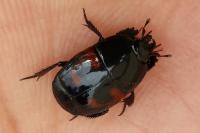 Sphaerophoria philantha