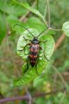 Neottiglossa leporina
