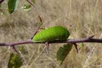 Aneurus avenius