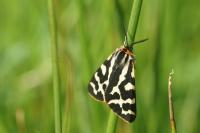 Peribatodes rhomboidaria rhomboidaria