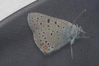Nemobius sylvestris sylvestris