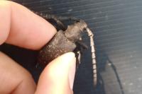 Pterostichus oblongopunctatus