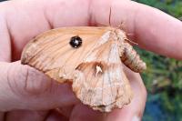 Stenurella melanura