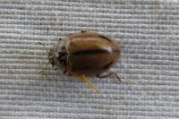 Aeshna cyanea