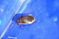 Pellenes tripunctatus