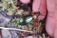 Alsophila aescularia