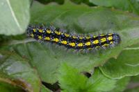 Elateroides dermestoides