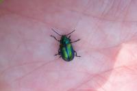 Gonepteryx rhamni
