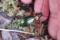 Alsophila aescularia