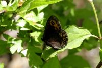 Iphiclides podalirius