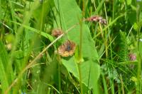 Satyrium acaciae