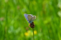 Argynnis paphia